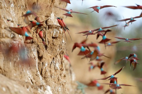 Southern Carmine Bee-eaters (Merops nubicoides)