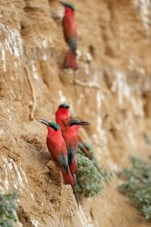 Southern Carmine Bee-eaters (Merops nubicoides)