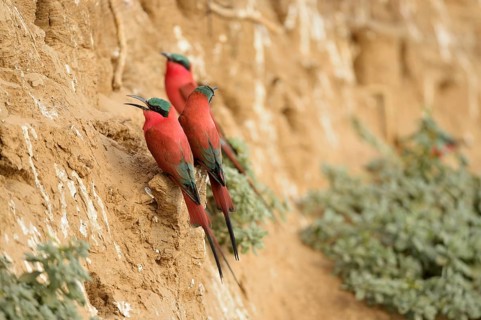 Southern Carmine Bee-eaters (Merops nubicoides)
