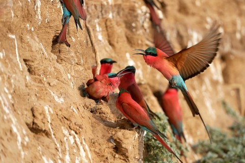 Southern Carmine Bee-eaters (Merops nubicoides)