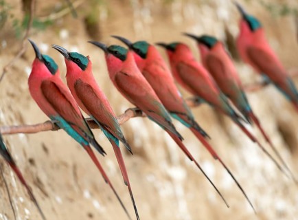 Southern Carmine Bee-eaters (Merops nubicoides)