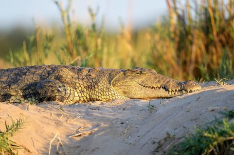 Nile Crocodile (Crocodylus niloticus)
