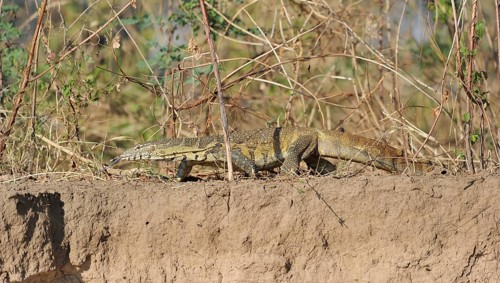 Nile Monitor (Varanus niloticus)