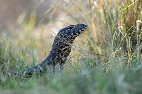 Nile Monitor (Varanus niloticus)