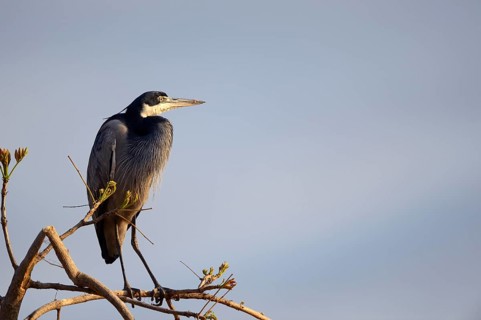 Black-headed heron (Ardea melanocephala)