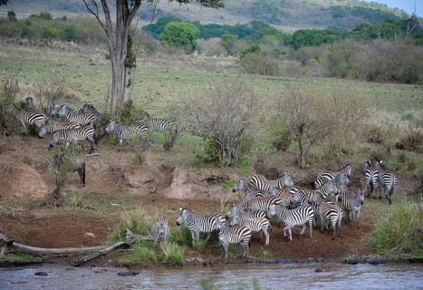 Plains zebra (Equus quagga)