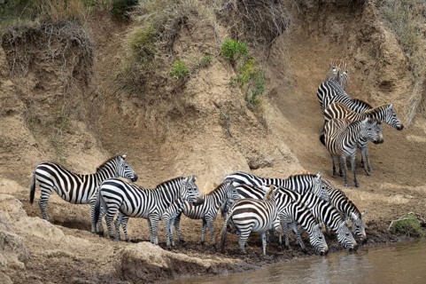 Plains zebra (Equus quagga)