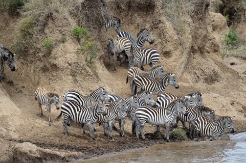 Plains zebra (Equus quagga)