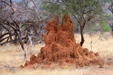 Termite mounds