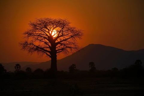 Baobab tree