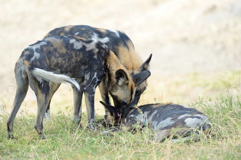 African wild dogs (Lycaon pictus)