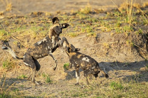 African wild dogs (Lycaon pictus)