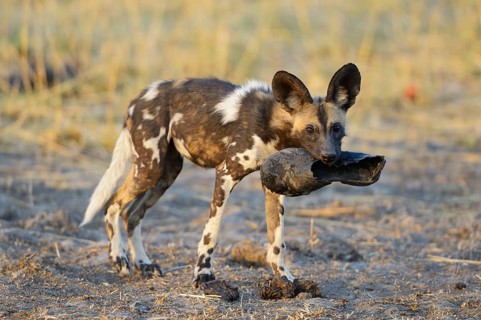African wild dog (Lycaon pictus)