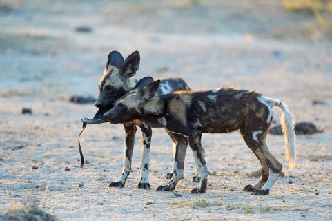 African wild dogs (Lycaon pictus)