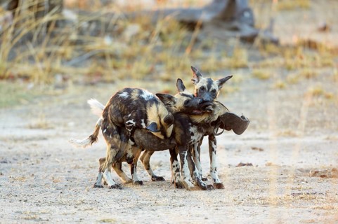 African wild dogs (Lycaon pictus)