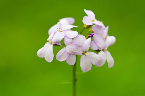 Large-flowered Bittercress (Cardamine bulbifera