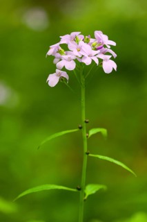 Large-flowered Bittercress (Cardamine bulbifera