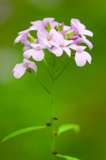 Large-flowered Bittercress (Cardamine bulbifera