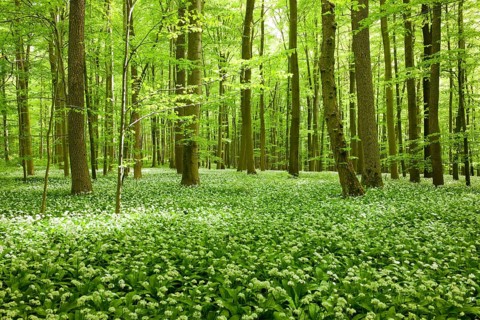 Common Beech forest (Fagus sylvatica) with flowering Wild Garlic (Allium ursinum)