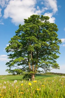 Old Field Maple (Acer campestre)