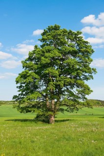 Old Field Maple (Acer campestre)