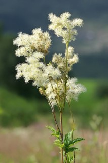 Meadowsweet (Filipendula ulmaria)