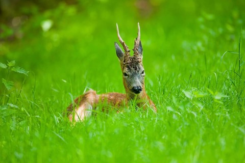 Roe Deer (Capreolus capreolus)