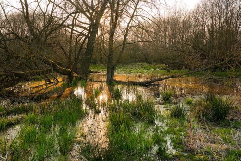 Softwood river meadow with willows (Salix sp.)