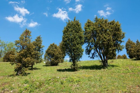 Juniper heathland