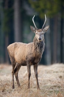 Young red deer (Cervus elaphus)