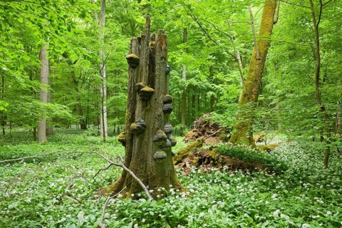Dead European beech (Fagus sylvatica) with tinder fungus (Fomes fomentarius) and blooming wild garlic (Allium ursinum)
