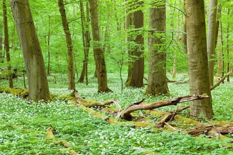 European beech (Fagus sylvatica) forest with deadwood and blooming wild garlic (Allium ursinum)