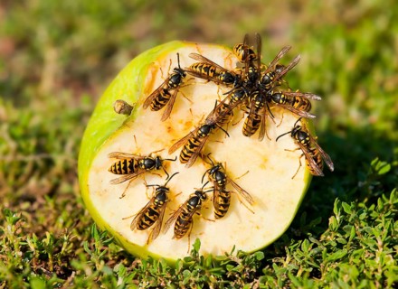 German wasps (Vespula germanica)