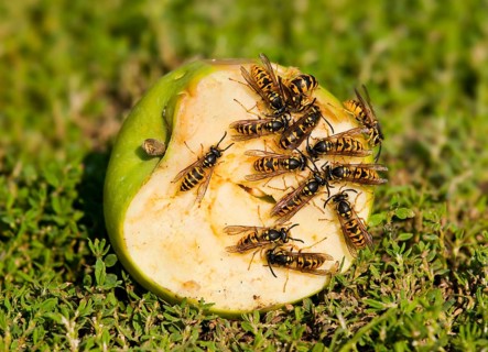 German wasps (Vespula germanica)