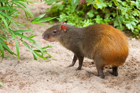 Red-rumoped agouti (Dasyprocta leporina)