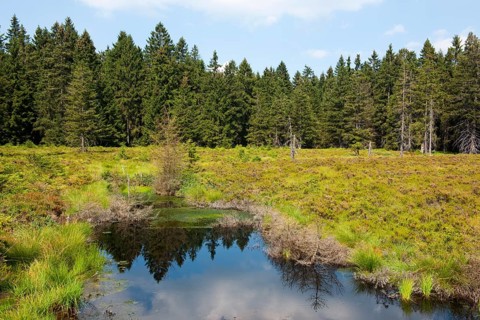 Schutzenberg Moor Nature Reserve