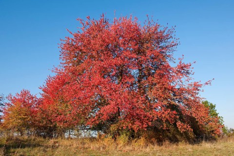 Bird cherry (Prunus avium) with red leaves in autumn