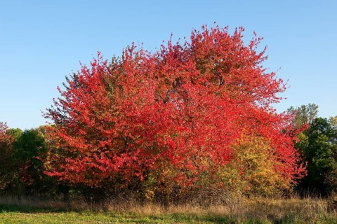 Bird cherry (Prunus avium) with red leaves in autumn