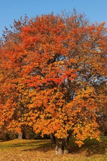 Swedish whitebeam (Sorbus intermedia) with autumnal colored leaves