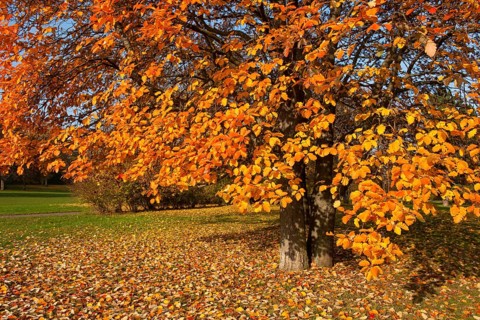 Swedish whitebeam (Sorbus intermedia) with autumnal colored leaves
