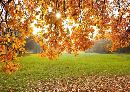 Swedish whitebeam (Sorbus intermedia) in autumn