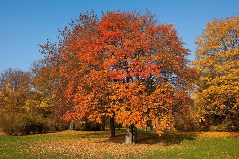Swedish whitebeam (Sorbus intermedia) with autumnal colored leaves