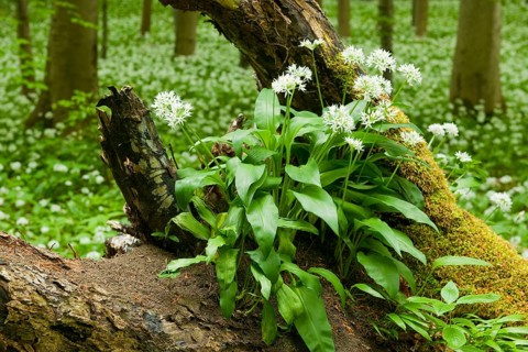 Wild garlic (Allium ursinum)