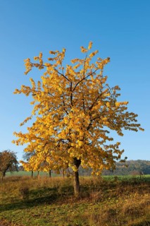 Wild cherry (Prunus avium)