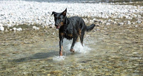 Dog (Canis familiaris) running in water