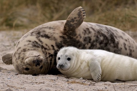 Grey seals (Halichoerus grypus)