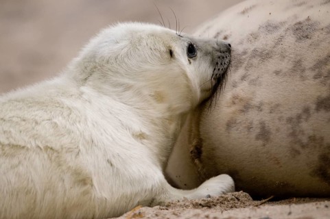 Grey seals (Halichoerus grypus)