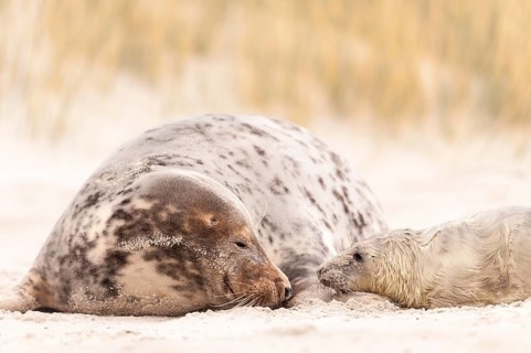 Grey seals (Halichoerus grypus)