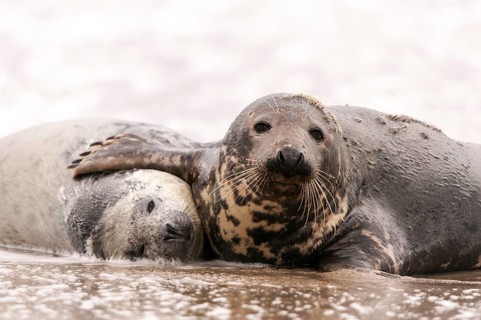 Grey seals (Halichoerus grypus)