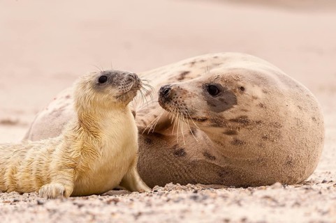 Grey seals (Halichoerus grypus)